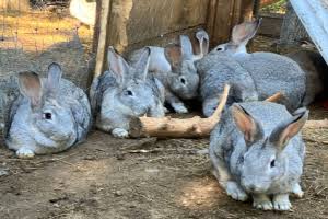 Domestic Rabbits